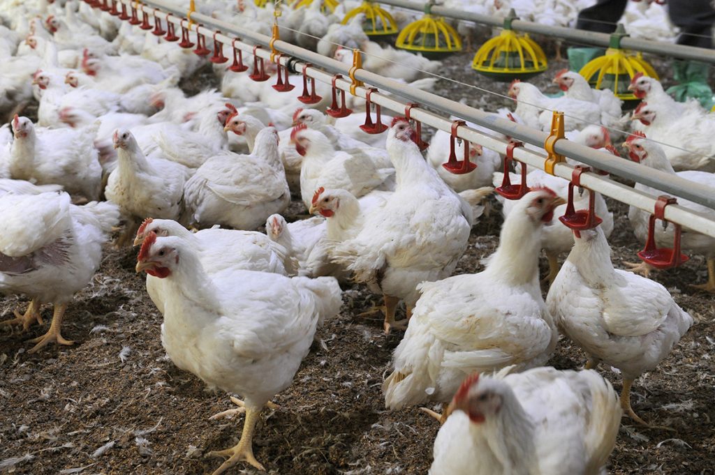 Non solo sussidi, gli ex Gam si rimboccano le maniche: mandato a Confcooperative