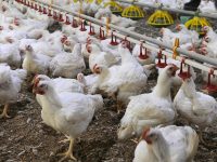 Non solo sussidi, gli ex Gam si rimboccano le maniche: mandato a Confcooperative