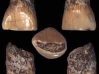Il dentino del bimbo preistorico torna a Isernia ma solo per due giorni