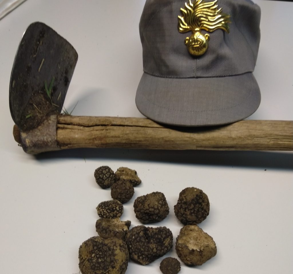 Raccolta illecita di tartufi, multa salata per un isernino