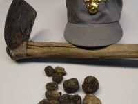 Raccolta illecita di tartufi, multa salata per un isernino