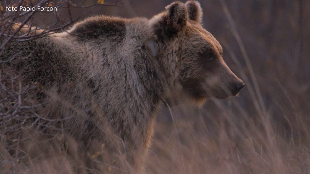 Tornano gli orsi a Spinete, trovate le tracce del passaggio