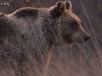 Tornano gli orsi a Spinete, trovate le tracce del passaggio