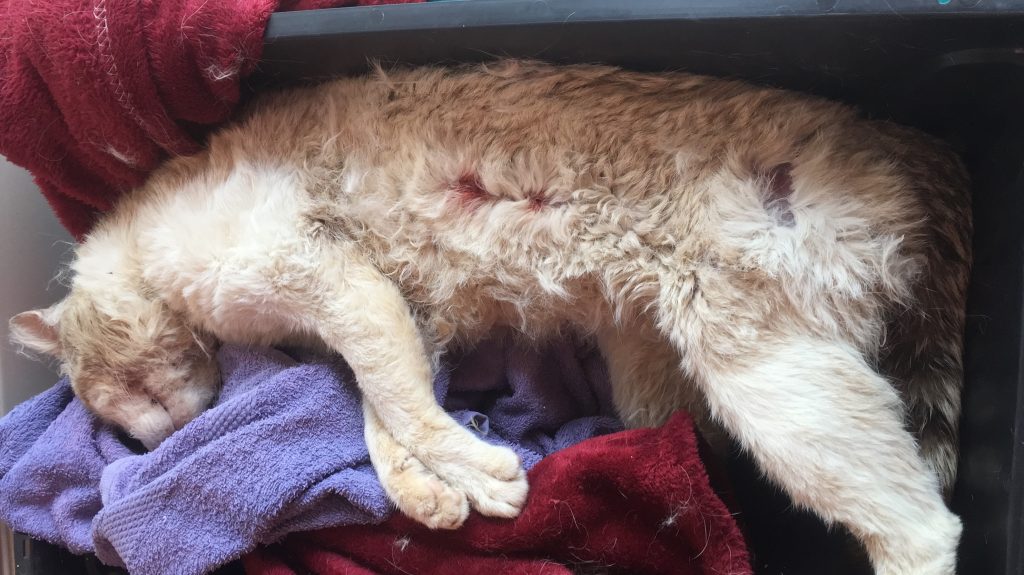 Tre gatti uccisi in pochi giorni: a Sessano è ‘giallo’