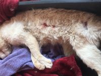 Tre gatti uccisi in pochi giorni: a Sessano è ‘giallo’