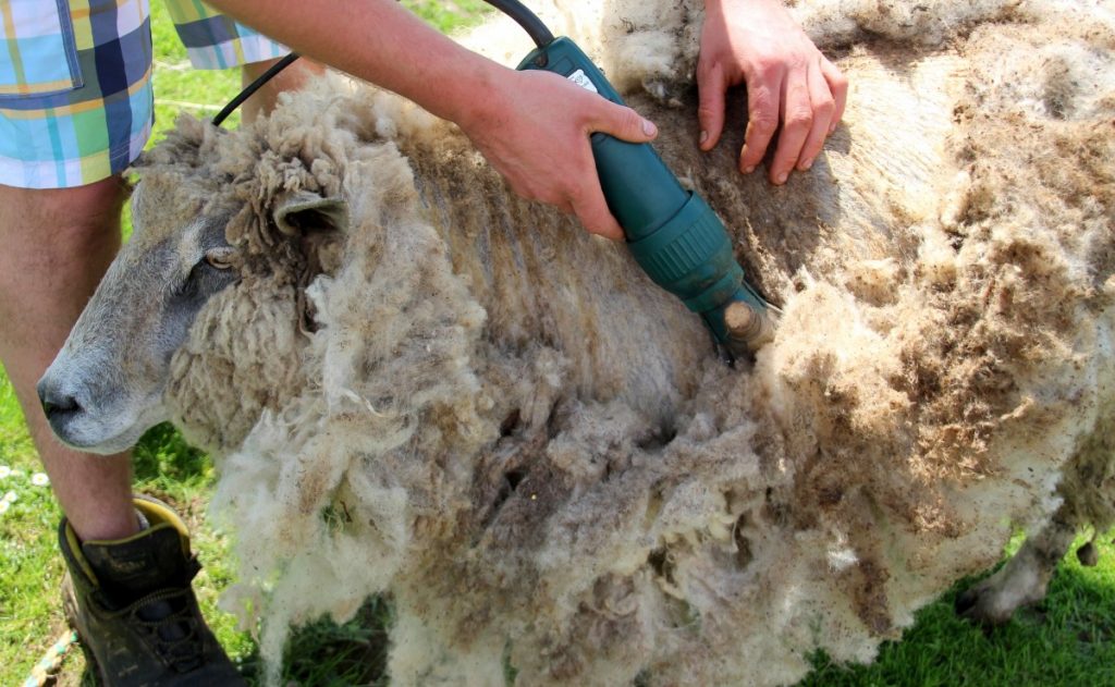 A Castelpetroso arriva il primo campionato di tosatura delle pecore