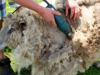A Castelpetroso arriva il primo campionato di tosatura delle pecore