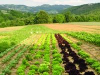 Macchiagodena, vetrina nazionale per gli orti innovativi di ‘Naturavicina’