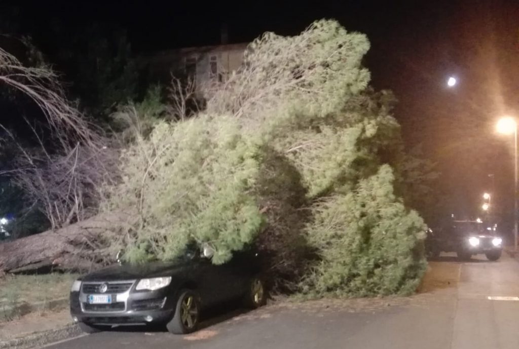 Termoli, grosso albero si abbatte su due auto in via Brasile