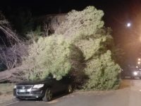 Termoli, grosso albero si abbatte su due auto in via Brasile