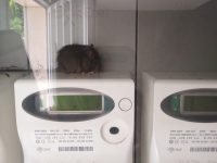 Bojano, case invase dai ratti: inquilini pronti a portare lo Iacp in tribunale