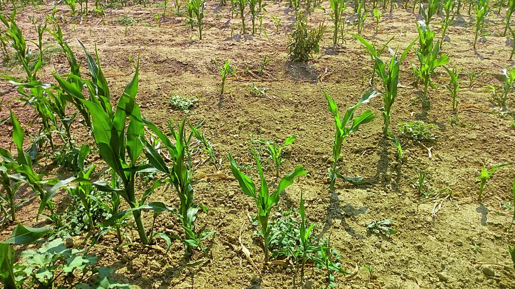 A San Massimo e San Polo Matese è emergenza cinghiali, distrutti interi raccolti