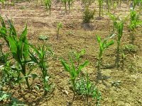 A San Massimo e San Polo Matese è emergenza cinghiali, distrutti interi raccolti