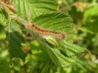 Nella Valle del Volturno è emergenza “Lymantria”, Calenda porta la questione in Consiglio