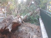 A Venafro grosso albero cede a tarda sera, di giorno sarebbe stata una tragedia