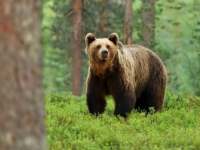 Orso a spasso anche a Rionero: stupore, paura e meraviglia
