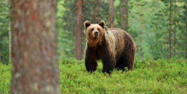 Orso a spasso anche a Rionero: stupore, paura e meraviglia