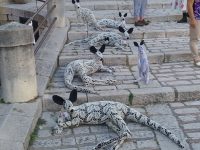 Trivento, Yarn Bombing Day è solidarietà: i fondi donati al Bambino Gesù