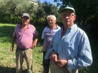 Allarme cinghiali ad Isernia: gli agricoltori vogliono soluzioni