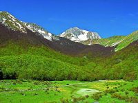 Pizzone, cerca legna per il barbecue e viene colpito da un ramo: 56enne in prognosi riservata