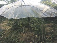 Nel giardino una serra di maria, sequestrati a Baranello 45 chili di droga