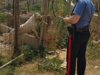Isernia, cani maltrattati trovati e salvati dai carabinieri: denunciato il proprietario