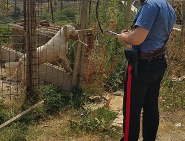 Isernia, cani maltrattati trovati e salvati dai carabinieri: denunciato il proprietario