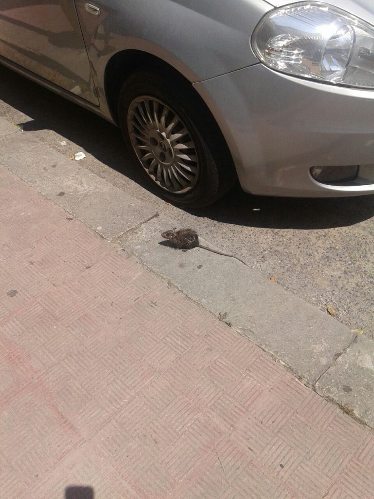 Invasione di topi per le strade di Campobasso, Cretella: al via la derattizzazione straordinaria