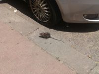 Invasione di topi per le strade di Campobasso, Cretella: al via la derattizzazione straordinaria