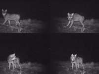 Lupi avvistati a Petrella Tifernina, gli esperti: nessun allarmismo