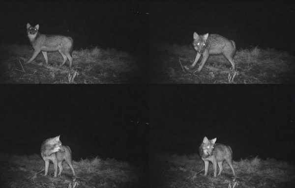 Lupi avvistati a Petrella Tifernina, gli esperti: nessun allarmismo