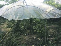 Coltivava marijuana, il 32enne di Baranello lascia il carcere e va ai domiciliari