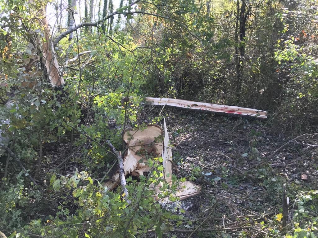 Tragedia nei campi a Santa Maria del Molise: pensionato muore travolto da un albero