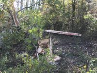 Tragedia nei campi a Santa Maria del Molise: pensionato muore travolto da un albero