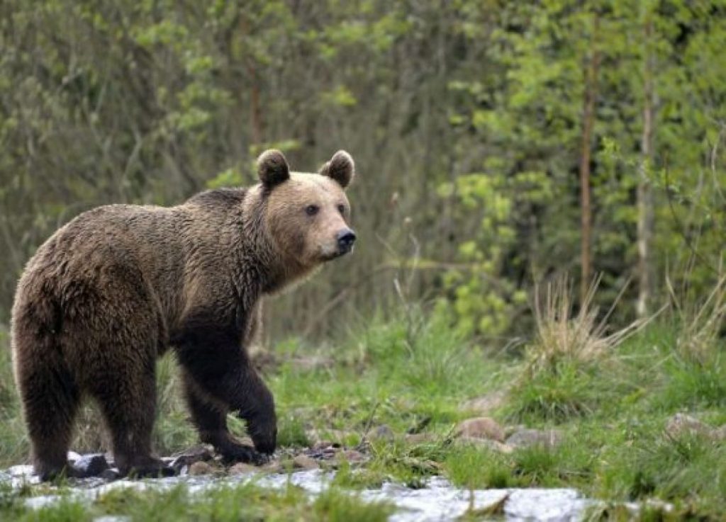 Orso in cerca di cibo avvistato a Rionero