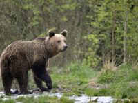 Orso in cerca di cibo avvistato a Rionero
