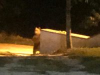 Orso a Carovilli, fa incetta di prugne alle porte del paese