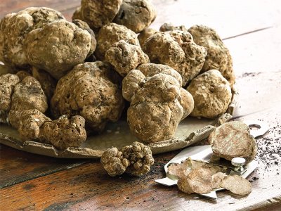 Weekend dedicato al tartufo bianco, il ‘re del Molise’ finisce su Rai2