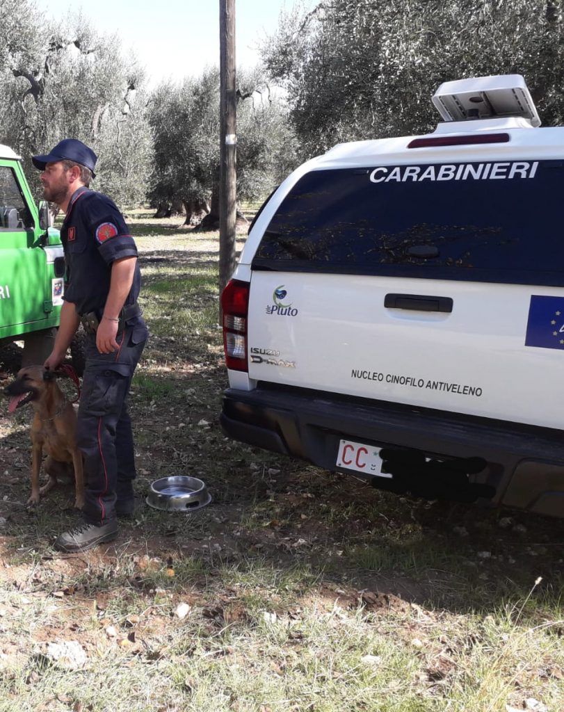 Montorio nei Frentani, otto cani avvelenati con esche: s’indaga