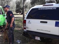 Montorio nei Frentani, otto cani avvelenati con esche: s’indaga