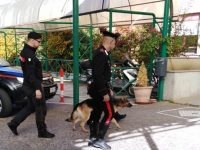 Getta la marijuana dalla finestra della scuola, studente isernino beccato dai Carabinieri