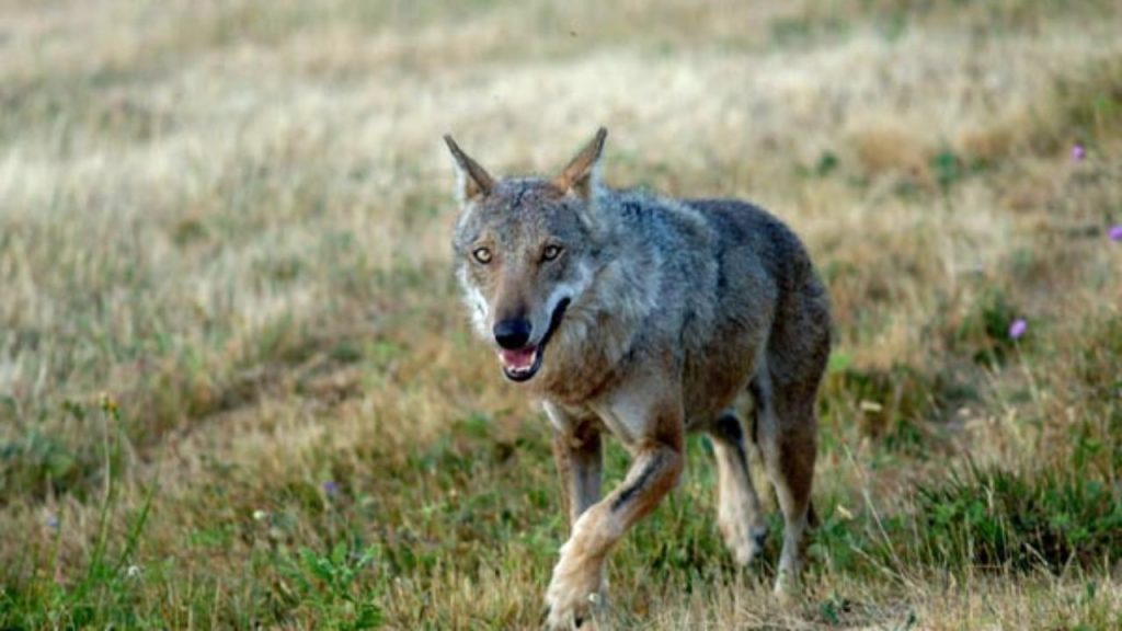 Lupi e cinghiali, agricoltura e zootecnia sotto attacco: Coldiretti ‘chiama’ la politica
