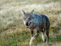 Lupi e cinghiali, agricoltura e zootecnia sotto attacco: Coldiretti ‘chiama’ la politica