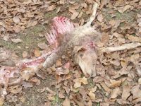 Allarme lupi tra Termoli e Guglionesi, due pecore sbranate alla fattoria Iktus