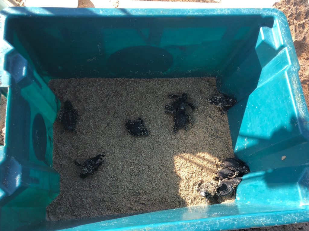 “Caretta Caretta”, la spiaggia di Campomarino cambia nome