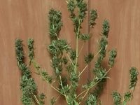 Marijuana nelle tasche e anche a casa, a Guardiaregia scoperta una pianta da 500 dosi