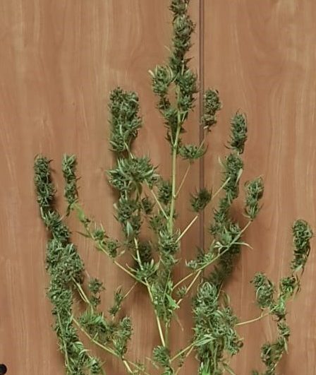 Marijuana nelle tasche e anche a casa, a Guardiaregia scoperta una pianta da 500 dosi