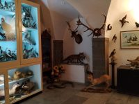 Tesori nascosti, visita nel Museo di Scienze Naturali di Agnone