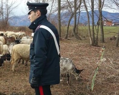 Pascolo abusivo e danni: allevatore di Cantalupo nel Sannio finisce nei guai