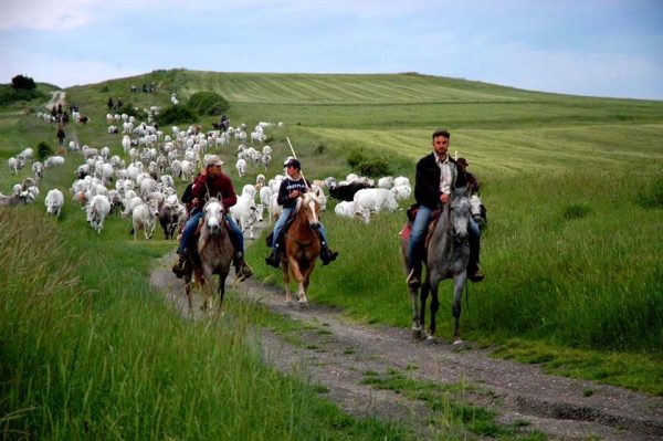 Transumanza bene dell’Unesco: il Molise in attesa del verdetto